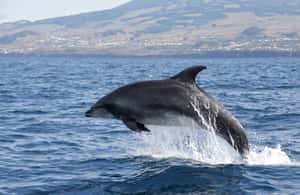 image n.3 of Terceira: Half-Day Dolphin and Whale Watching Tour activity in Angra do Heroísmo, uploaded by supplier