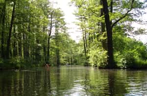 billede nr.4 af aktiviteten Leipzig: Skovtur ved floden på Pleiße i Nordtyskland, uploadet af udbyder