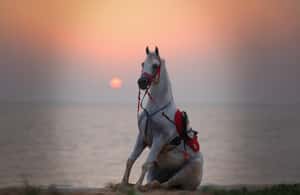 imagem n.3 de Abu Dhabi: Experiências de passeios a cavalo na Ilha Hudairiyat atividade em Abu Dhabi, carregada pelo fornecedor