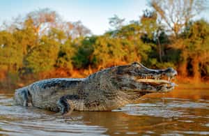 image n.4 of Iquitos | Amazon Tour | 4D/3N in Amazon Rainforest Jungle activity in Huanuco Region, uploaded by supplier