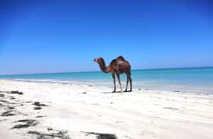 image n.3 of Djerba: Guided Camel Ride with Blue Lagoon Visit activity in Medenine Governorate, uploaded by supplier