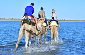 image n.4 of Djerba: Guided Camel Ride with Blue Lagoon Visit activity in Medenine Governorate, uploaded by supplier