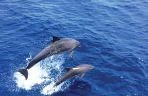 bild nr.3 av Mallorca: 3-timmars eftermiddags båttur med delfinskådning aktivitet i Peguera, uppladdad av arrangören