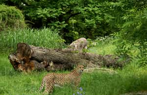 imagem n.4 de Colônia: ingresso para o zoológico e aquário de Colônia atividade em Colônia, Alemanha, carregada pelo fornecedor