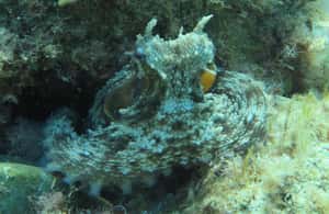 image n.4 of Lloret de Mar: Scuba Diving Experience no License Required activity in Lloret de Mar, uploaded by supplier