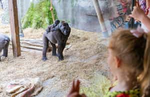 image n.4 of Chessington World of Adventures Resort: Entrance Ticket activity in London, uploaded by supplier