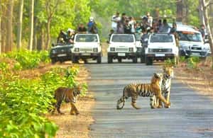 image n.3 of من بنغالور: جولة خاصة في منتزه بانيرغاتا ومعالم المدينة activity in بنغالور, uploaded by supplier