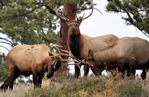 에스테스 파크에서 덴버에서 출발: 록키 마운틴 국립공원 당일 여행 및 점심 식사 액티비티의 3번 이미지, 공급업체 업로드