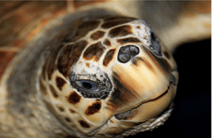 image n.4 of Le Grau-du-Roi: Seaquarium Skip-the-Line Entrance Ticket activity in Le Grau-du-Roi, uploaded by supplier