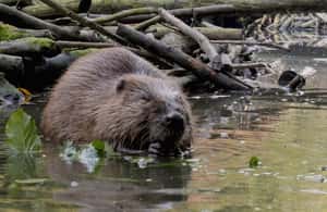 imagen n.º 4 de Biesbosch: Crucero en barco por el Parque Nacional actividad en Drimmelen, subida por el proveedor