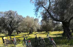 Immagine nº 3 di Lecce: Noleggio Bici (City, Trekking, E-Bike) attività a Lecce, caricata dal fornitore