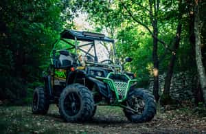 Bild Nr. 4 von Pula&Fažana: Geführte Istra-Buggy-Tour im Herzen Istriens Aktivität in Gespanschaft Istrien, hochgeladen vom Anbieter