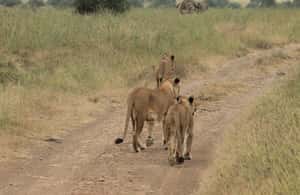 imagen n.º 4 de Nairobi: Parque Nacional, Orfanato de Elefantes y Centro de Jirafas actividad en Nairobi, subida por el proveedor