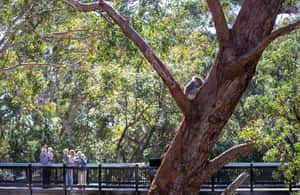image n.4 of Port Stephens: Koala Sanctuary General Admission Ticket activity in Anna Bay, uploaded by supplier