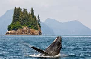 image n.3 of Anchorage: Kenai Fjords & Denali National Park 5 Day Tour activity in Anchorage, uploaded by supplier