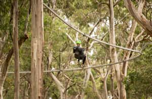 image n.3 of Lorne: Live Wire Park Ticket with Zip Line Rollercoaster activity in Lorne, uploaded by supplier
