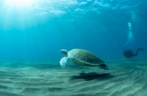 image n.3 of Tenerife: Scuba Diving Lesson and Abades Protected Area Dive activity in Arico, uploaded by supplier