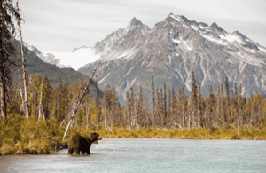 image n.4 of Anchorage: Kenai Fjords & Denali National Park 5 Day Tour activity in Anchorage, uploaded by supplier
