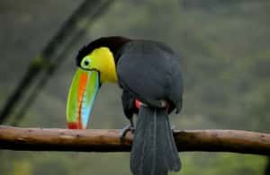 image n.4 of From San Jose: La Paz Waterfall Garden & Rainforest Tour activity in Alajuela Province, uploaded by supplier
