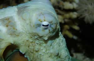 image n.3 of Tenerife: 2-Dive Private Scuba Discovery Course activity in Costa Adeje, uploaded by supplier