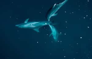 image n.4 of Tamarin: Guided Kayak Tour with Dolphins activity in Tamarin, uploaded by supplier