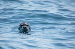 image n.3 of Victoria: Morning Whale-Watching Tour in Scarab Boat activity in Victoria, British Columbia, uploaded by supplier