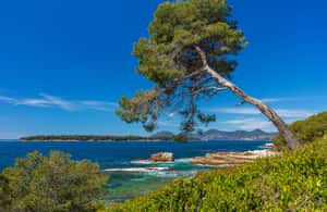 Cannes içindeki Cannes'dan: Ste. Marguerite Adası'na Gidiş-Dönüş Feribot etkinliğinin tedarikçi tarafından yüklenen 3 no'lu görseli
