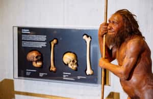 image n.3 of Mettmann: Neanderthal Museum Admission Ticket activity in Mettmann, uploaded by supplier