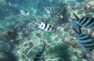 image n.4 of Phu Quoc: Speedboat Tour of 4 Islands with Snorkeling & BBQ activity in Vietnam, uploaded by supplier