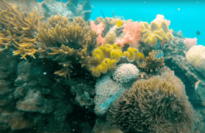 image n.3 of Phu Quoc: Speedboat Tour of 4 Islands with Snorkeling & BBQ activity in Vietnam, uploaded by supplier