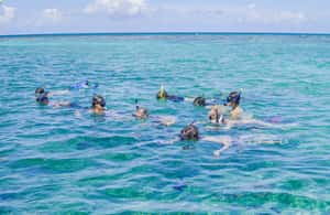image n.3 of Caye Caulker: Hol Chan Marine Reserve 7-Stop Snorkeling Tour activity in San Pedro, Belize, uploaded by supplier