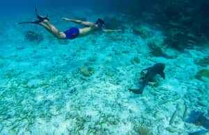 image n.4 of Caye Caulker: Hol Chan Marine Reserve 7-Stop Snorkeling Tour activity in San Pedro, Belize, uploaded by supplier