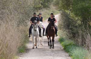 image n.3 of Mallorca: Guided Horseriding Tour of Randa Valley activity in Randa, uploaded by supplier