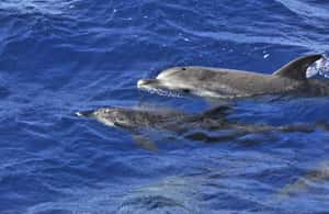 image n.4 of From Morro Jable: Dolphin and Whale Watching and Snorkelling activity in Costa Calma, uploaded by supplier