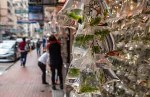 Immagine nº 4 di Hong Kong: il lato oscuro di Kowloon - Tour a piedi delle case-gabbia attività a Hong Kong, caricata dal fornitore