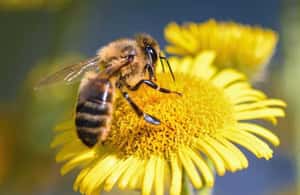 image n.3 of Kelowna: E-Bike Bee Tour w/ Tastings, Lunch, and Audioguide activity in Kelowna, uploaded by supplier