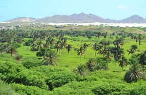 imagem n.3 de Boavista: Rabil, Naufrágio, City, Lanches e Bebidas - 4x4 Tour atividade em Ilha de Boa Vista, carregada pelo fornecedor