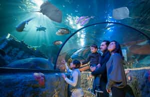 imagen n.º 4 de Parque Gardaland y SEA LIFE: Open Date Ticket de entrada actividad en Véneto, subida por el proveedor