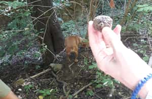 image n.3 of Langhe: Truffle Hunting Experience activity in Alba, uploaded by supplier