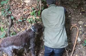 image n.4 of Langhe: Truffle Hunting Experience activity in Alba, uploaded by supplier