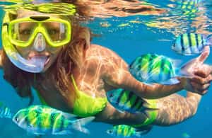 image n.4 of Destin: Snorkeling Cruise with 2 Stops and Dolphin Watching activity in Destin, uploaded by supplier