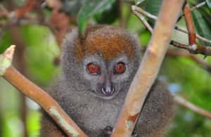Bild Nr. 4 von Antananarivo: 2-tägige Tour zum Andasibe-Nationalpark Aktivität in Antananarivo, hochgeladen vom Anbieter