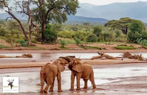 image n.3 of Kenya & Tanzania 7 Day African Safari activity in Arusha (Region), uploaded by supplier