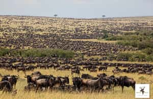 image n.4 of Kenya & Tanzania 7 Day African Safari activity in Arusha (Region), uploaded by supplier