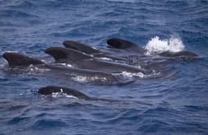 imagen n.º 3 de Barbate: Observación de delfines y ballenas en el Cabo de Trafalgar actividad en Cádiz, subida por el proveedor