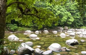 image n.4 of Cairns: Daintree, Mossman Gorge, & Cape Tribulation Day Trip activity in Queensland, uploaded by supplier
