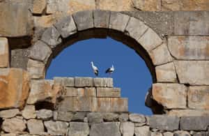 billede nr.3 af aktiviteten Fra Fes: Volubilis, Moulay Idriss og Meknes heldagstur i Meknès, uploadet af udbyder