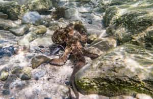imagem n.3 de Tarifa: Tour guiado de snorkeling pelo Parque Natural do Estreito atividade em Tarifa, carregada pelo fornecedor