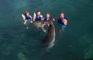 image n.4 of Puerto Morelos: Swim with dolphins Primax activity in Puerto Morelos, uploaded by supplier