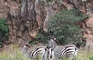 image n.4 of DAY TOUR- LAKE NAIVASHA AND HELL'S GATE PARK-WITH PARK FEES activity in Nakuru, uploaded by supplier